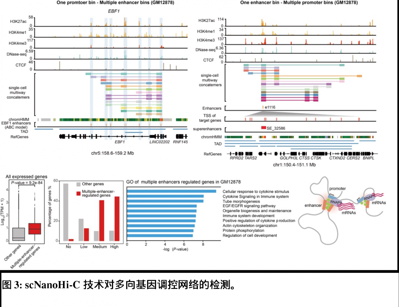 北京大学生物医学前沿创新中心汤富酬课题组开发出基于单分子测序平台的scNanoHi-C技术,可精准检测单细胞高阶染色质互作-肽度TIMEDOO