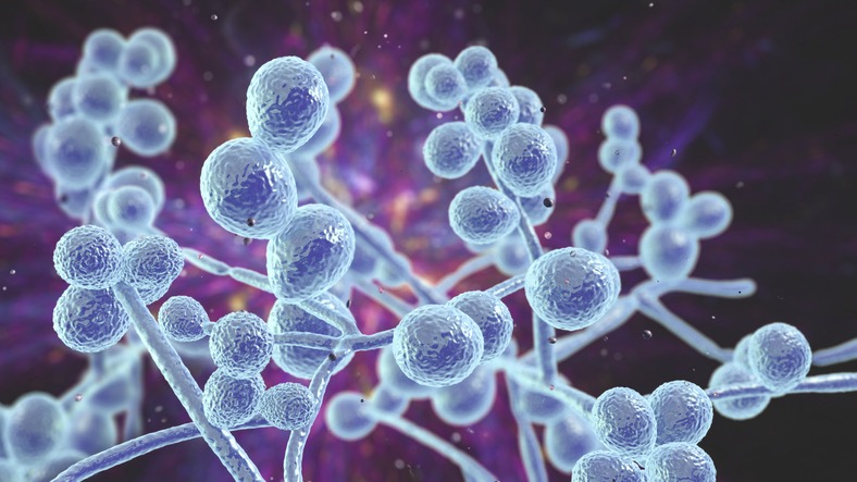 念珠菌与阿尔茨海默病：潜在联系揭示的新机制
