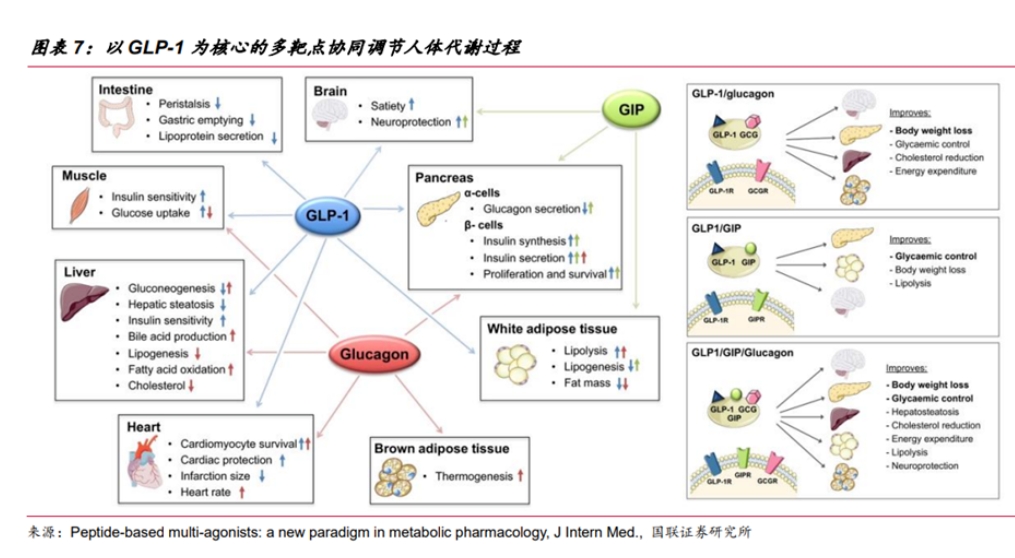 不仅减肥还治肾病?“减肥神药”GLP-1有多神?-肽度TIMEDOO