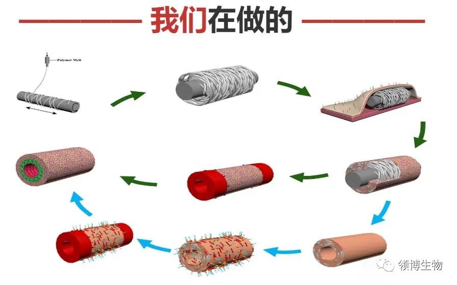 领博生物完成近亿元A轮融资，磐霖资本领投
