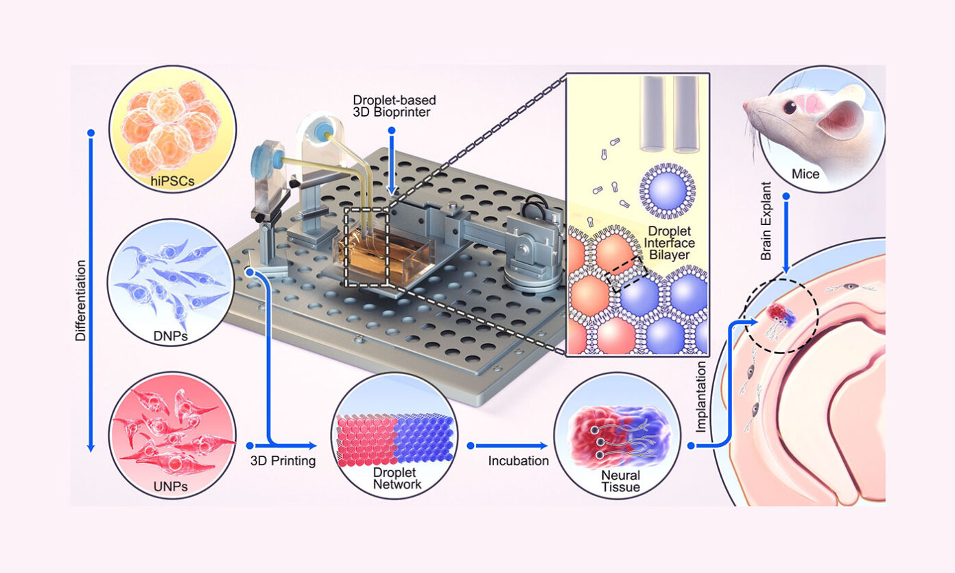 牛津大学研究人员开发3D生物打印技术，为脑损伤治疗带来新希望