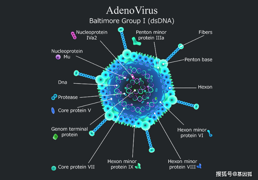 Forge Biologics宣布在《人类基因治疗》杂志上发表一项新发现，该发现改变了对AAV生产的基本认知