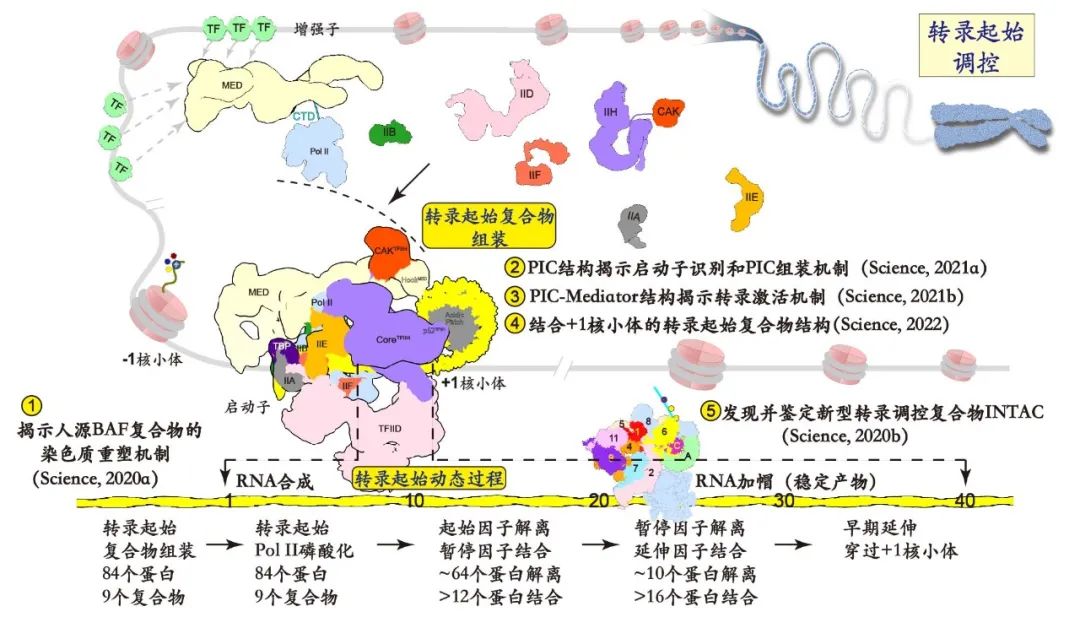 第六篇Science,复旦上医团队系统描绘转录起始连续动态全过程-肽度TIMEDOO