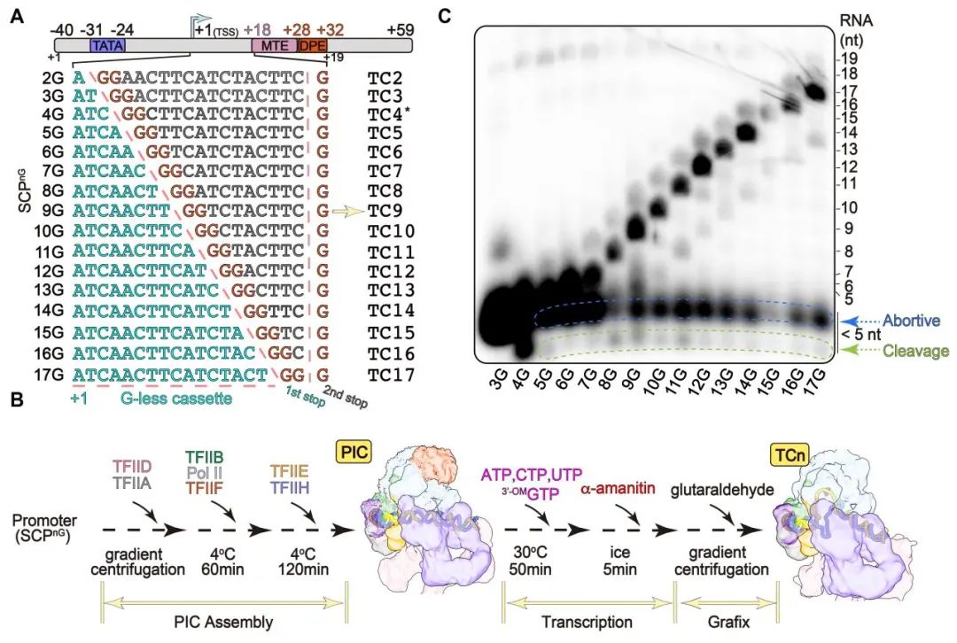 第六篇Science,复旦上医团队系统描绘转录起始连续动态全过程-肽度TIMEDOO