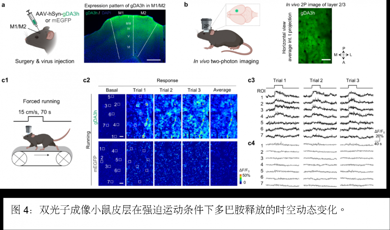 北京大学生命科学学院李毓龙课题组新升级第三代红绿多巴胺探针工具包上线-肽度TIMEDOO
