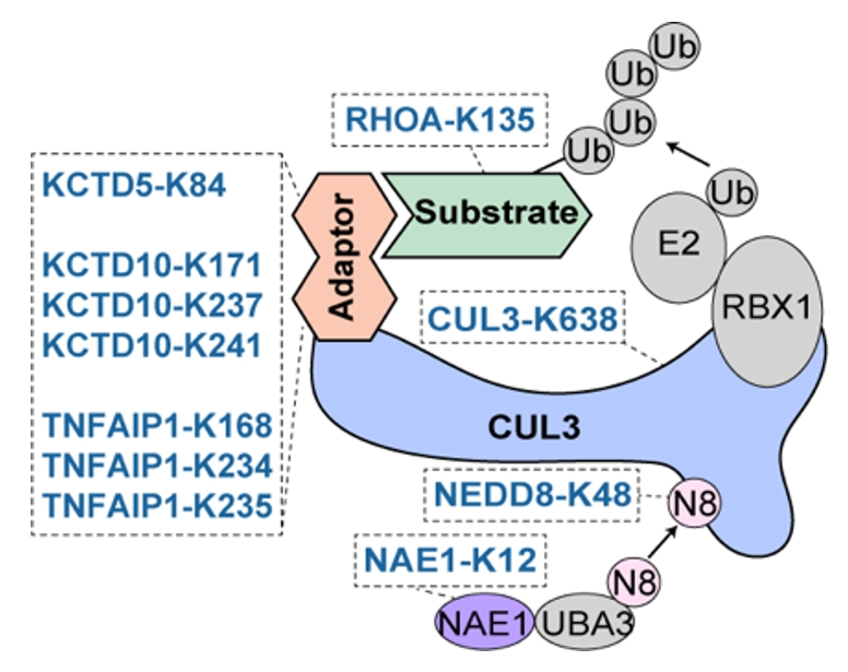 e0bd864e832c4aaf8cf0d9256979cec1.jpg 北京大学生命科学学院魏文胜团队实现人类蛋白质组中赖氨酸位点的功能解码-肽度TIMEDOO