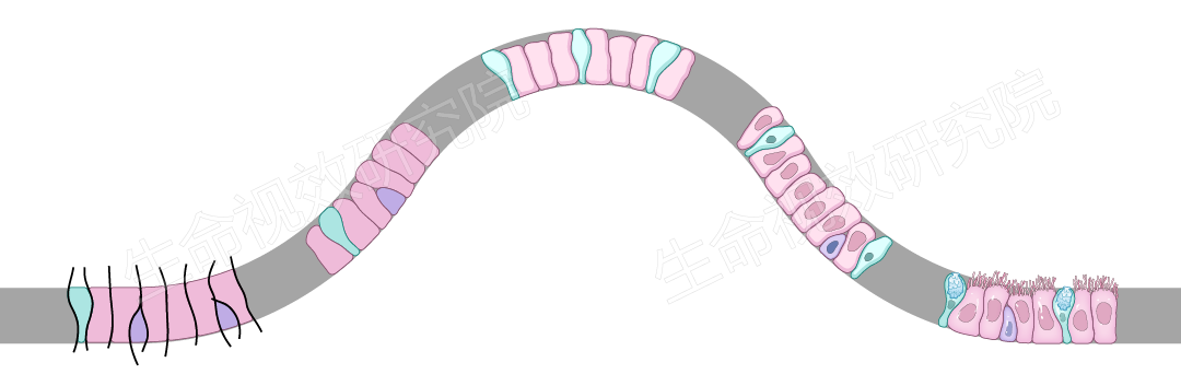 2024年3月16-17日·广州·“科研矢量插图”高阶训练营通知!-肽度TIMEDOO