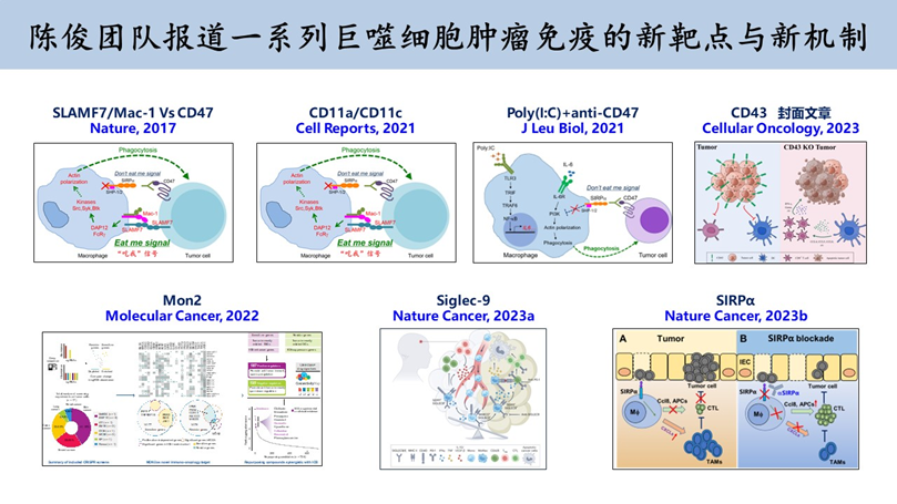 Nature Cancer | 中山大学中山医学院陈俊团队报道巨噬细胞受体Sirpα调控肿瘤免疫逃逸的新机制