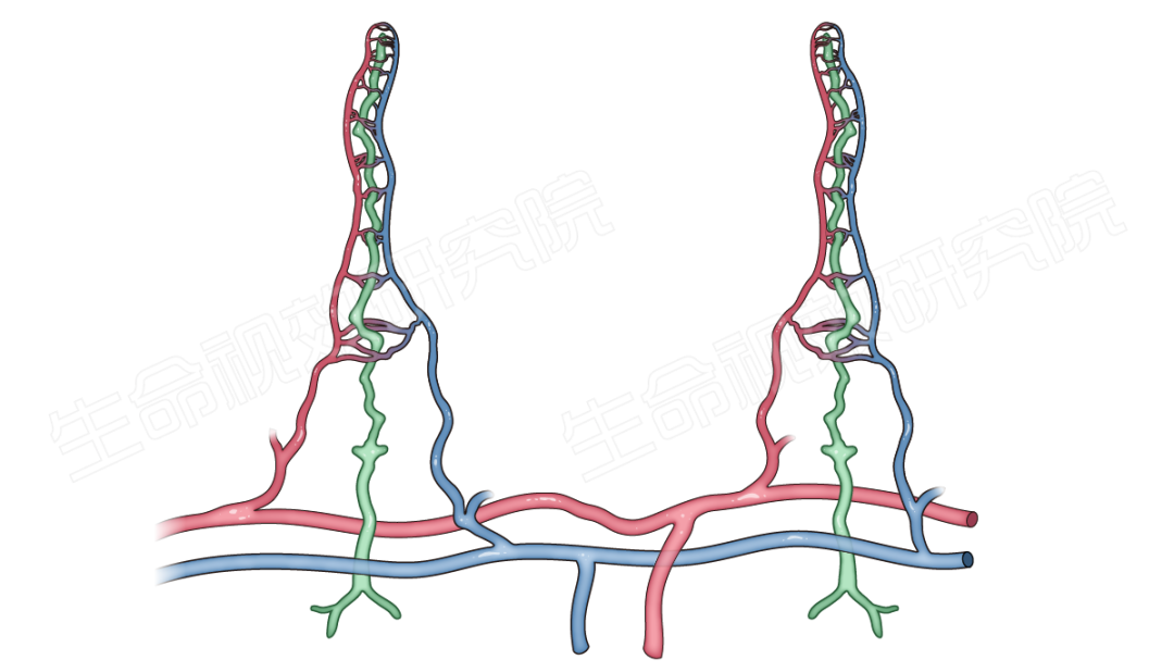 2024年3月16-17日·广州·“科研矢量插图”高阶训练营通知!-肽度TIMEDOO