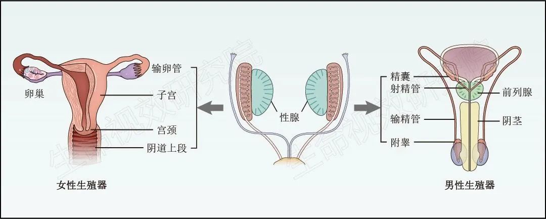 2024年3月16-17日·广州·“科研矢量插图”高阶训练营通知!-肽度TIMEDOO