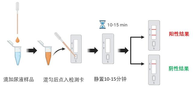 凭尿检就能早期评价老年痴呆风险,东华大学团队研发“神奇试剂盒”-肽度TIMEDOO