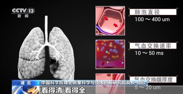 只需3.5秒,肺部磁共振技术取得新突破-肽度TIMEDOO