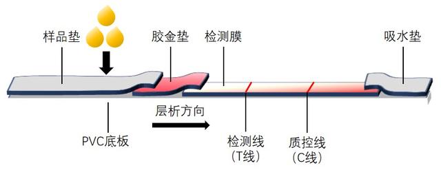 凭尿检就能早期评价老年痴呆风险,东华大学团队研发“神奇试剂盒”-肽度TIMEDOO