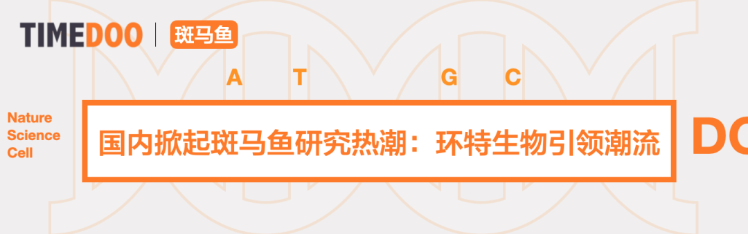 斑马鱼:冉冉升起的生命科学之星-肽度TIMEDOO
