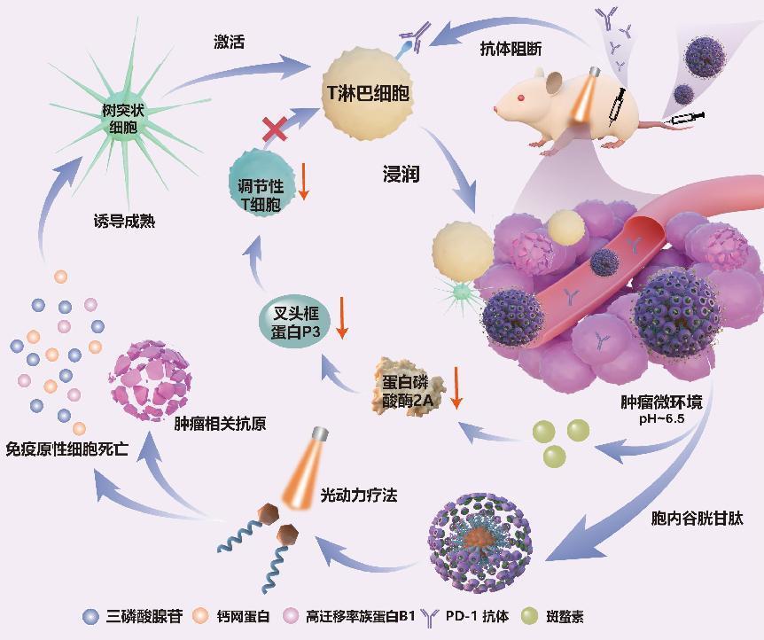 超分子自组装纳米粒为乳腺癌治疗带来曙光