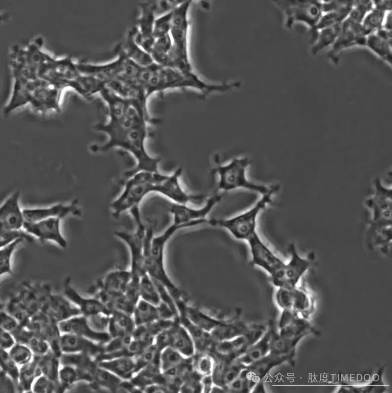 伟大突破！使用AI设计生物系统来编辑人类DNA，就像进行科学登月一样-肽度TIMEDOO