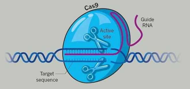 篆码生物完成数千万元种子轮融资，推进原创超小型高效基因编辑器研发