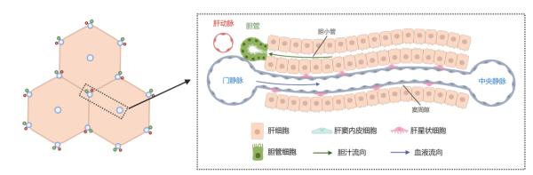 “透视”肝脏：中国科学家构建小鼠肝脏高精度时空图谱-肽度TIMEDOO
