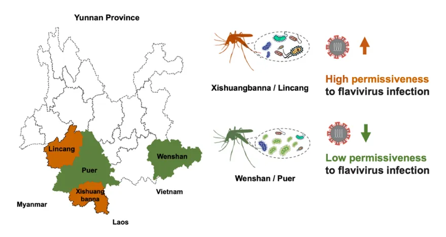Science!清华大学联合华大等团队,发现共生菌环境干预可阻断蚊媒病毒传播流行-肽度TIMEDOO