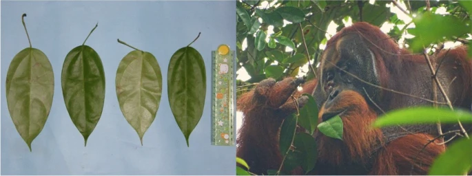 全球首例:动物自制草药疗伤,人类祖先用药或向动物学习!-肽度TIMEDOO