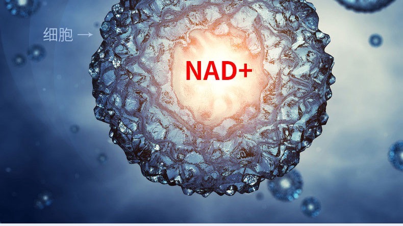 NADclinic和Bontac Bio-Engineering (Shenzhen) Co., Ltd宣布建立战略合作伙伴关系，通过NAD+的力量开拓全球健康的未来