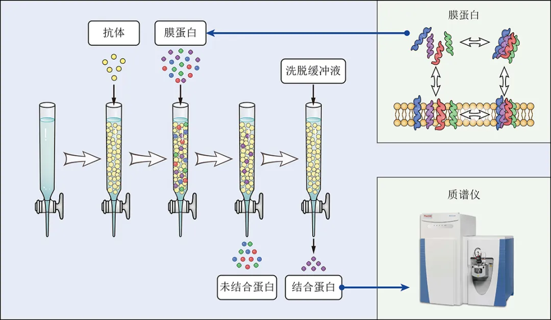 2024年6月22-23日(周六日)SCI论文/基金插图培训班(线上线下同步)-肽度TIMEDOO