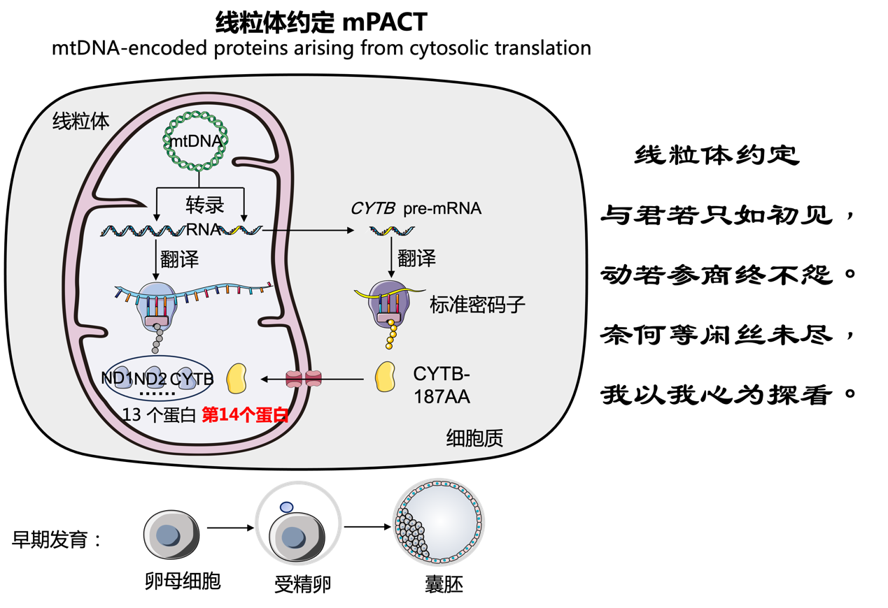 科学家首次发现线粒体基因编码第14个蛋白质