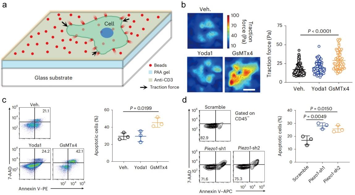 北京大学工学院熊春阳团队与合作者发现阻断力敏感通道PIEZO1增强T细胞肿瘤杀伤效能