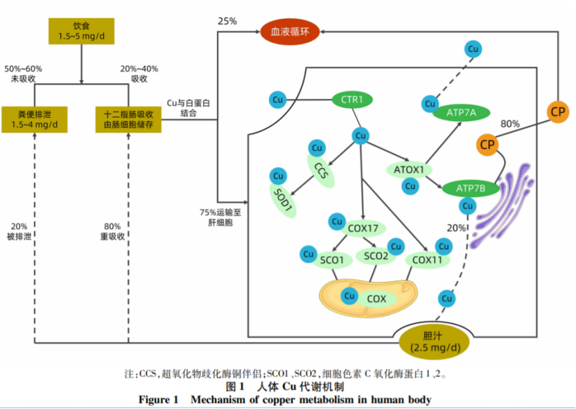 肝豆状核变性——肝脏中的潜在威胁