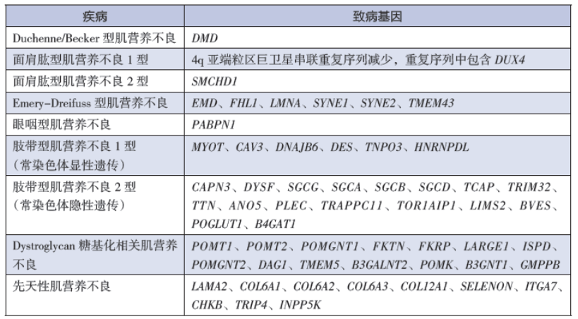 面肩肱型肌营养不良症——折翼的小飞侠-肽度TIMEDOO