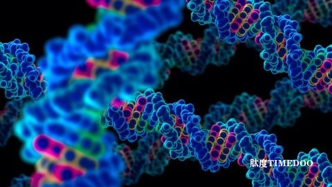 最大活跃DNA转座子数据集构建