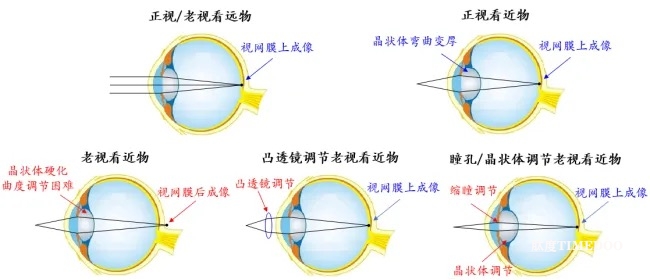 普乐康医药获得北京双鹭药业股权投资,助力公司重磅眼科药物开发-肽度TIMEDOO