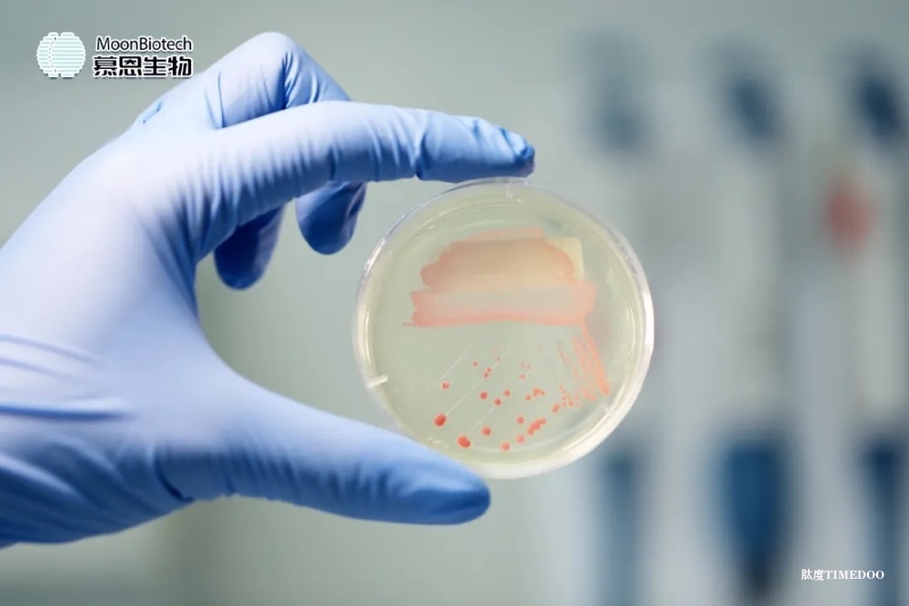 慕恩生物完成3亿元C+轮融资，持续推进更多生物创新产业化落地-肽度TIMEDOO
