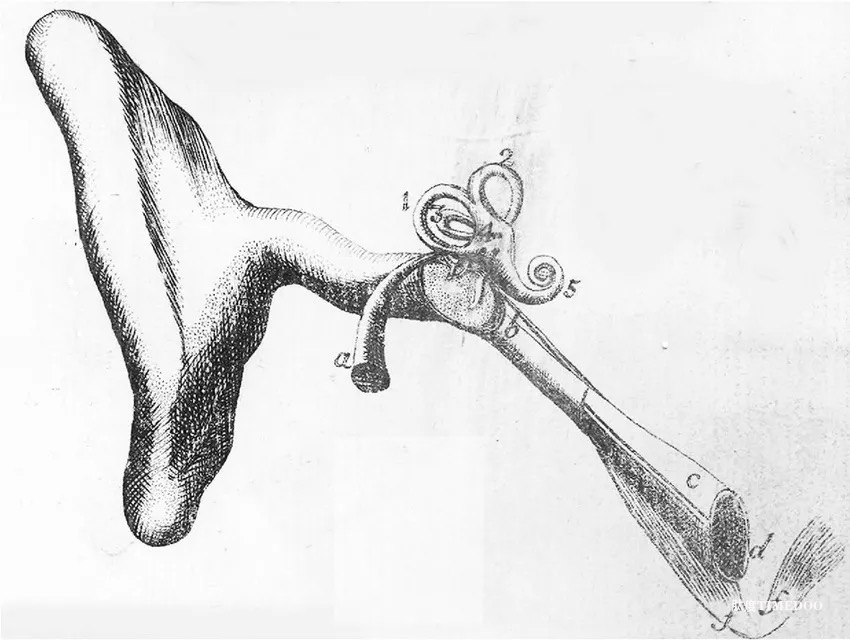Visxon:医学插画的历史演变与启发-肽度TIMEDOO
