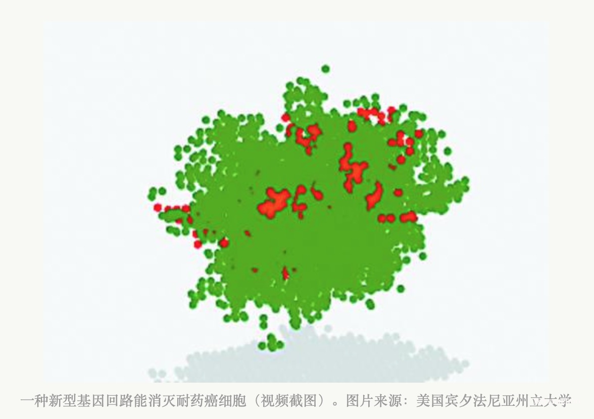 新型基因回路有望改变癌细胞耐药性