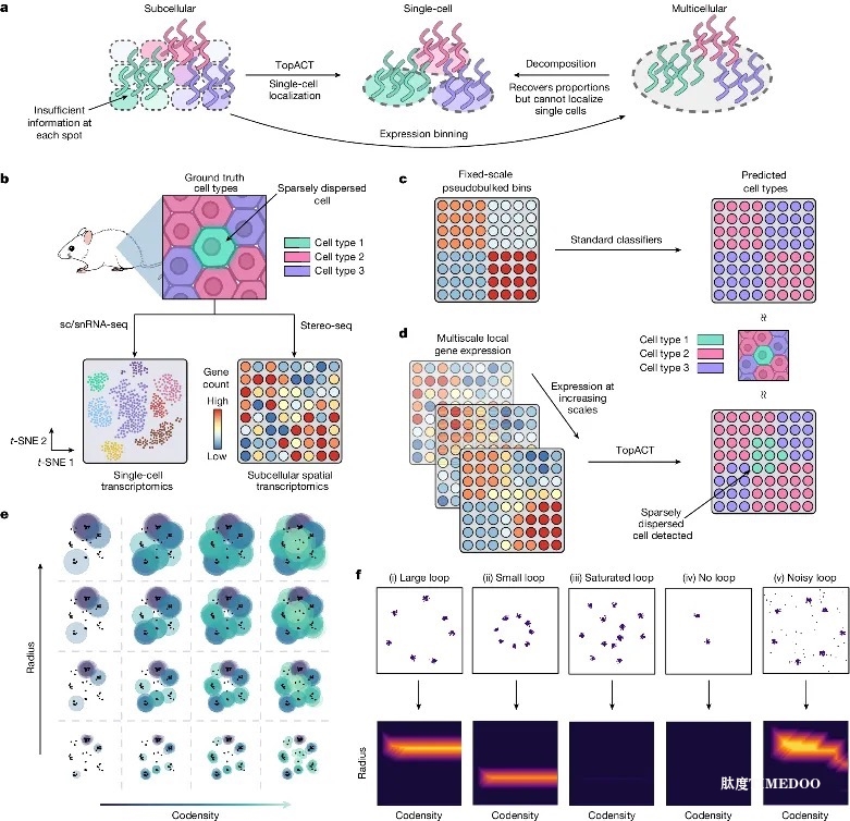 Nature | Stereo-seq助力牛津大学人类遗传学中心等机构采用多尺度拓扑学实现细胞分类-肽度TIMEDOO