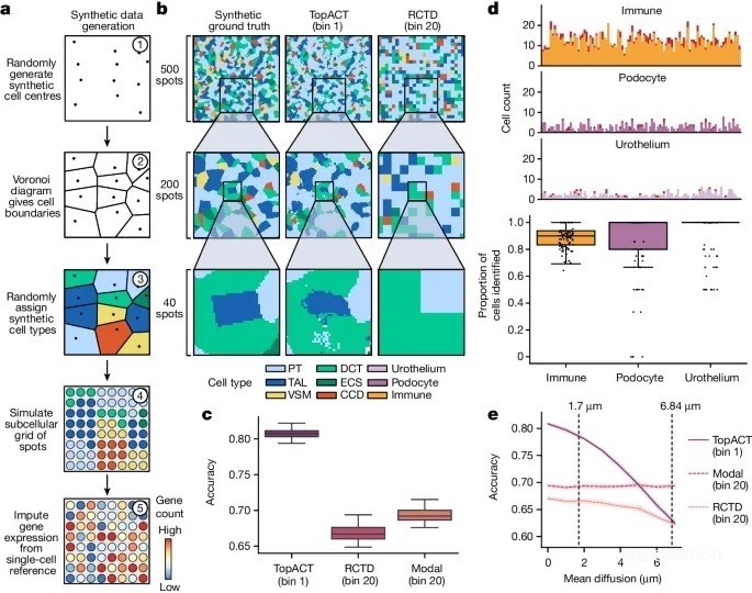 Nature | Stereo-seq助力牛津大学人类遗传学中心等机构采用多尺度拓扑学实现细胞分类-肽度TIMEDOO