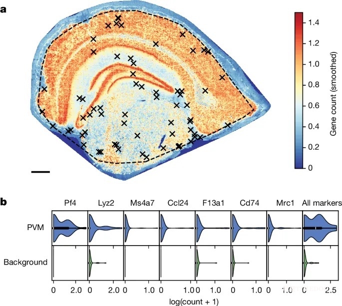 Nature | Stereo-seq助力牛津大学人类遗传学中心等机构采用多尺度拓扑学实现细胞分类-肽度TIMEDOO