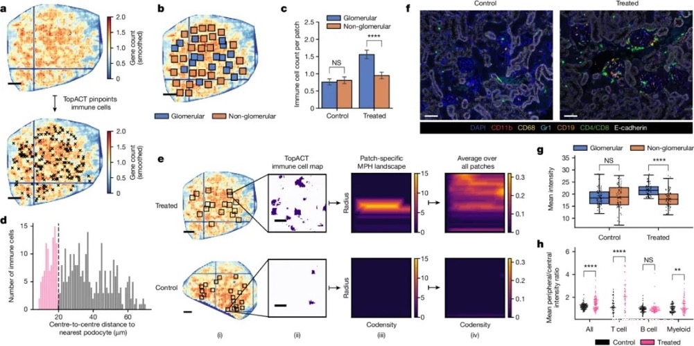 Nature | Stereo-seq助力牛津大学人类遗传学中心等机构采用多尺度拓扑学实现细胞分类-肽度TIMEDOO