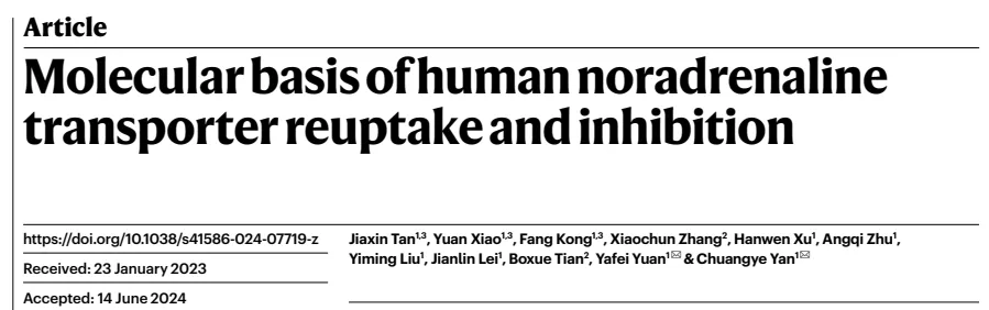 清华大学生命科学学院/北京生物结构前沿研究中心闫创业/袁亚飞团队揭示去甲肾上腺素转运蛋白再摄取与抑制的分子基础-肽度TIMEDOO