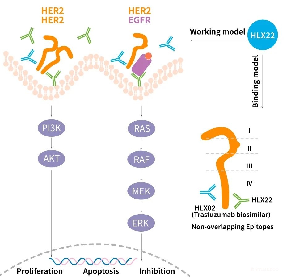 2.jpg 复宏汉霖「HLX22双靶向疗法」MOA研究结果登刊-肽度TIMEDOO