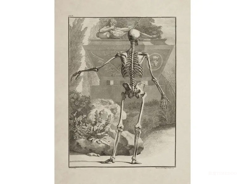 Visxon：医学插画的历史演变与启发-肽度TIMEDOO