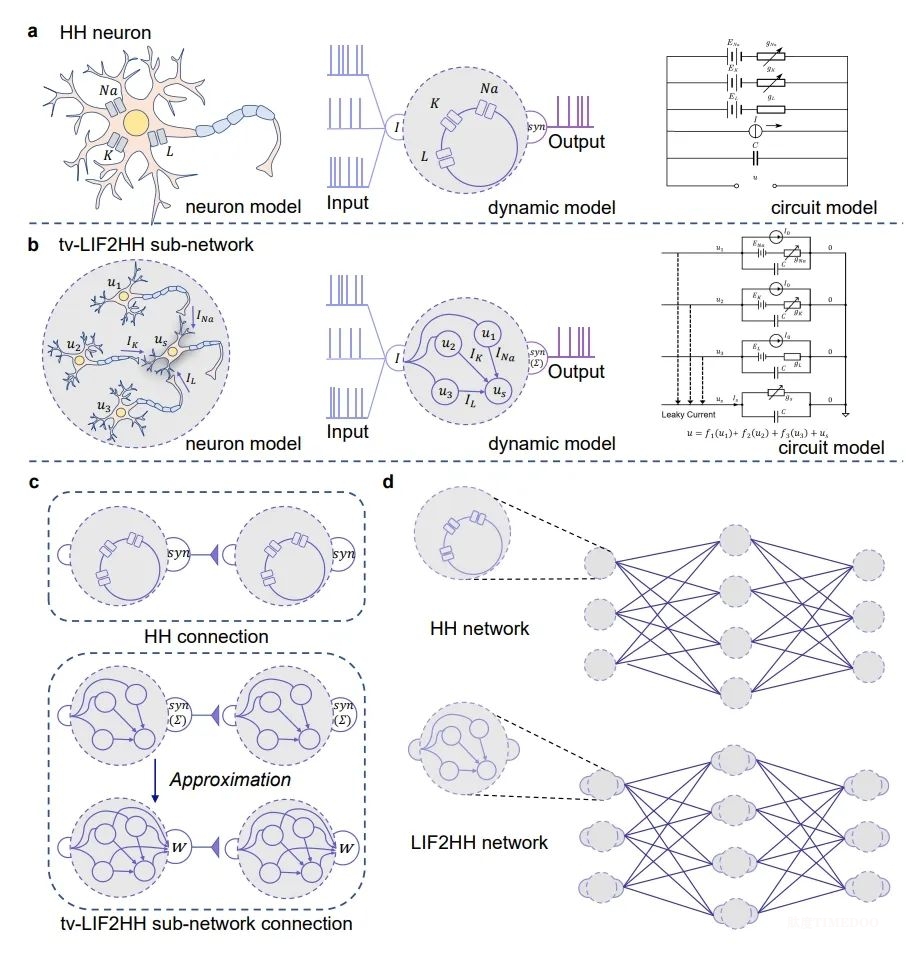 image2.jpeg 深圳研究生院信息工程学院田永鸿教授团队与合作者在复杂性类脑网络构建方面取得研究突破-肽度TIMEDOO