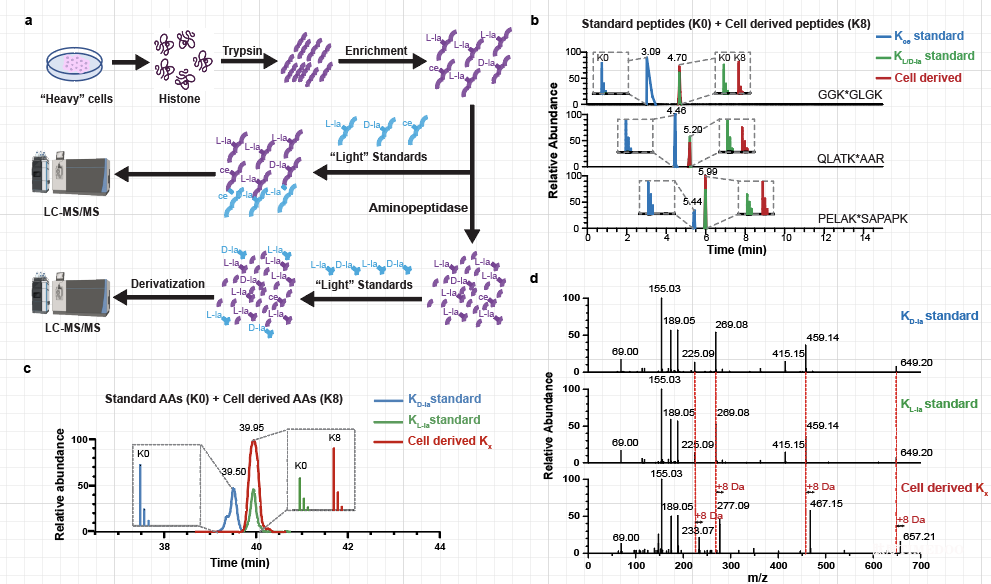 image3.png 北京大学生命科学学院张迪课题组与合作者共同报道区分蛋白质乳酰化修饰同分异构体的新方法-肽度TIMEDOO