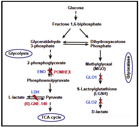 image2.png 北京大学生命科学学院张迪课题组与合作者共同报道区分蛋白质乳酰化修饰同分异构体的新方法-肽度TIMEDOO