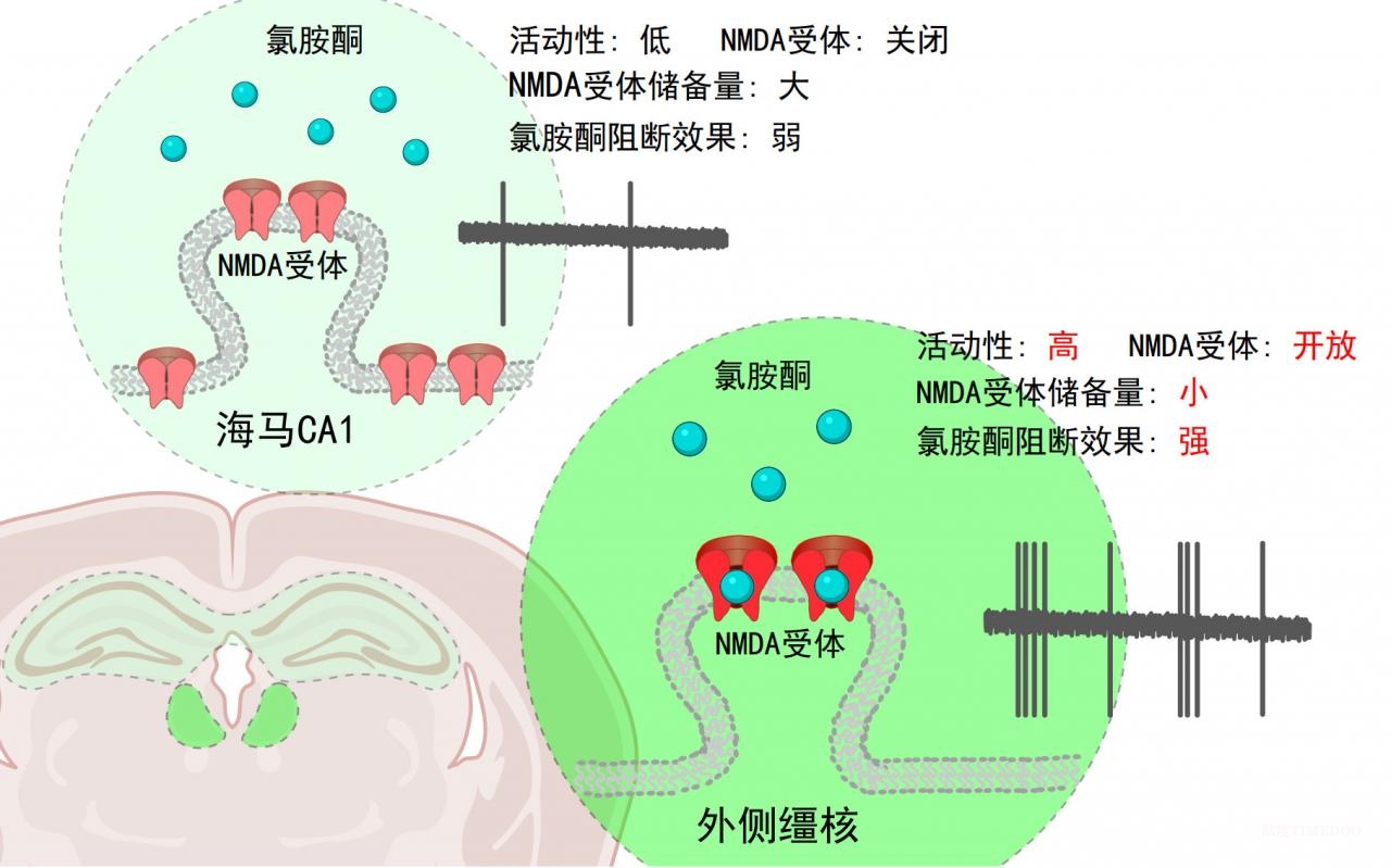 中国科学家完成氯胺酮抗抑郁“路线”的“新拼图” 胡海岚团队揭示氯胺酮抗抑郁脑区特异性作用机制