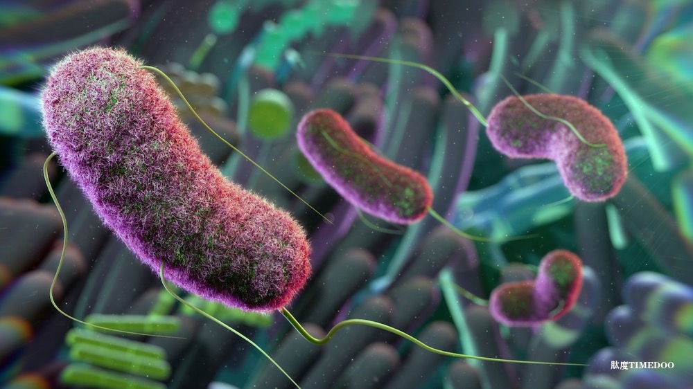 食物微生物群占成人肠道微生物群的约3%