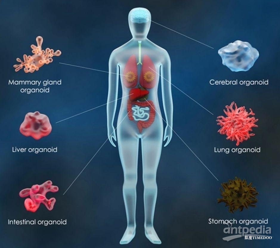 利用DNA微珠控制培养组织发育—— 分子工程新技术造出复杂类器官