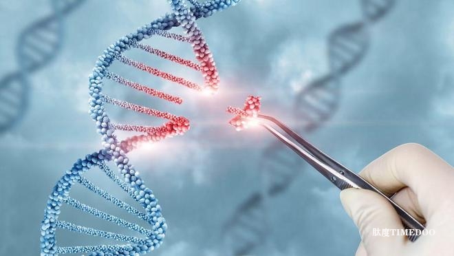 利用小而强的蛋白 紧凑型“基因魔剪”实现高效编辑