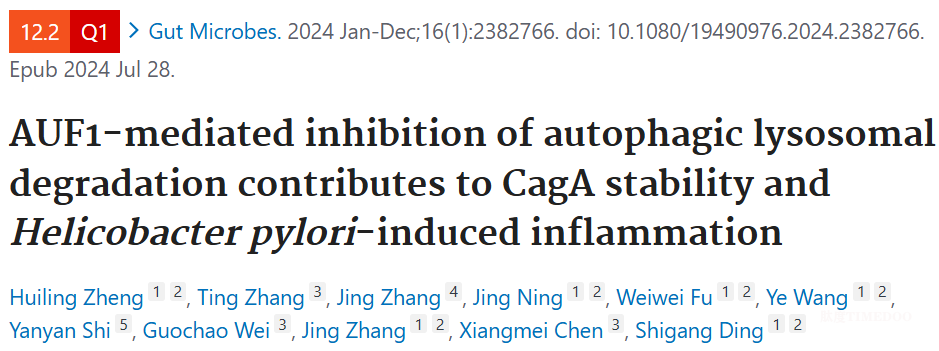 北大第三医院丁士刚团队在Gut Microbes发表最新成果，揭示幽门螺杆菌相关胃炎致病新机制